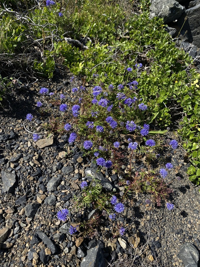 Gilia capitata subsp. pacifica photo 5