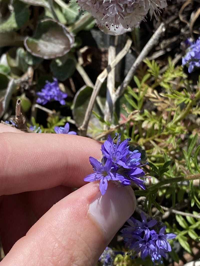Gilia capitata subsp. pacifica photo 6