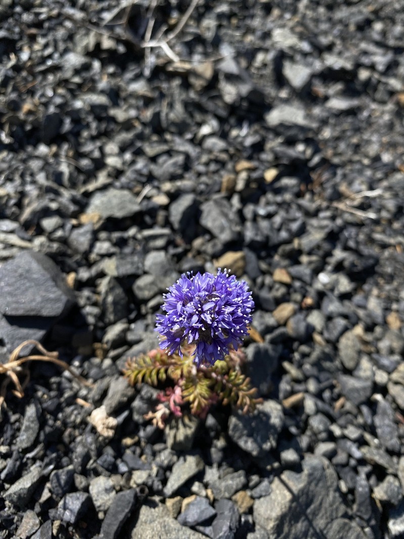 Gilia capitata subsp. pacifica photo 7