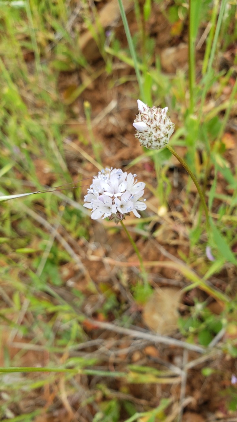 Gilia capitata subsp. pedemontana
