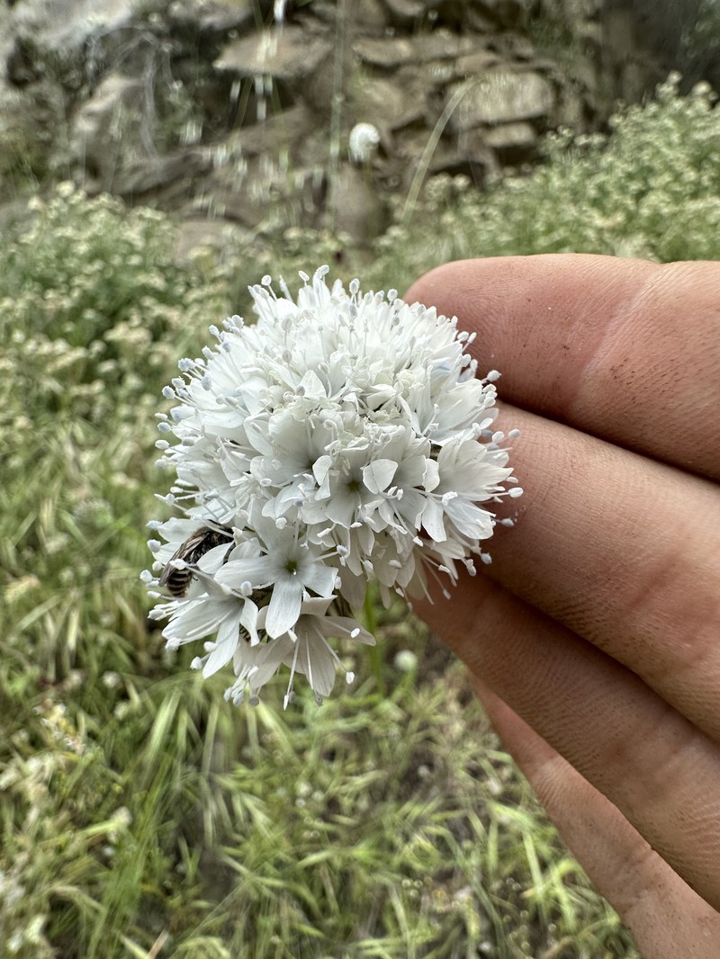 Gilia capitata subsp. pedemontana photo 2