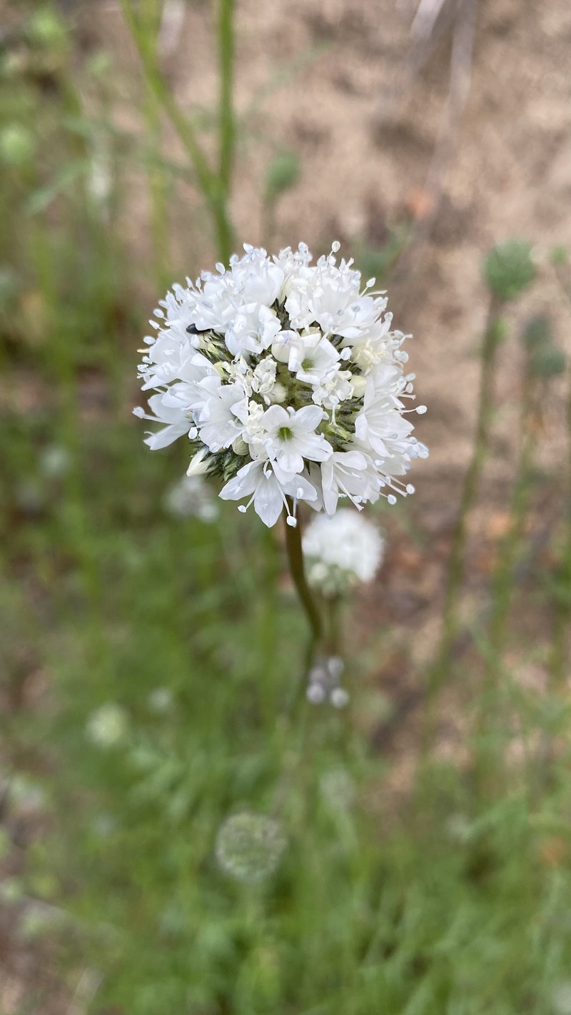 Gilia capitata subsp. pedemontana photo 3