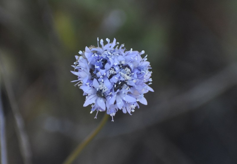 Gilia capitata subsp. pedemontana photo 4