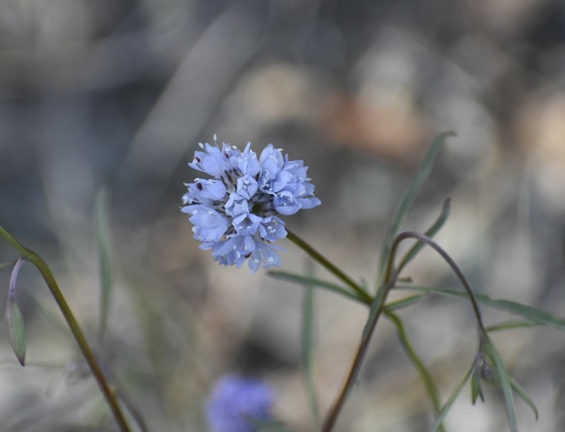 Gilia capitata subsp. pedemontana photo 5