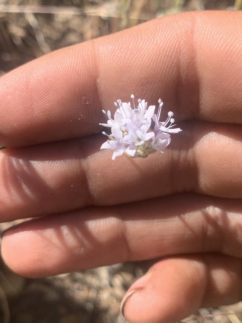Gilia capitata subsp. pedemontana photo 6