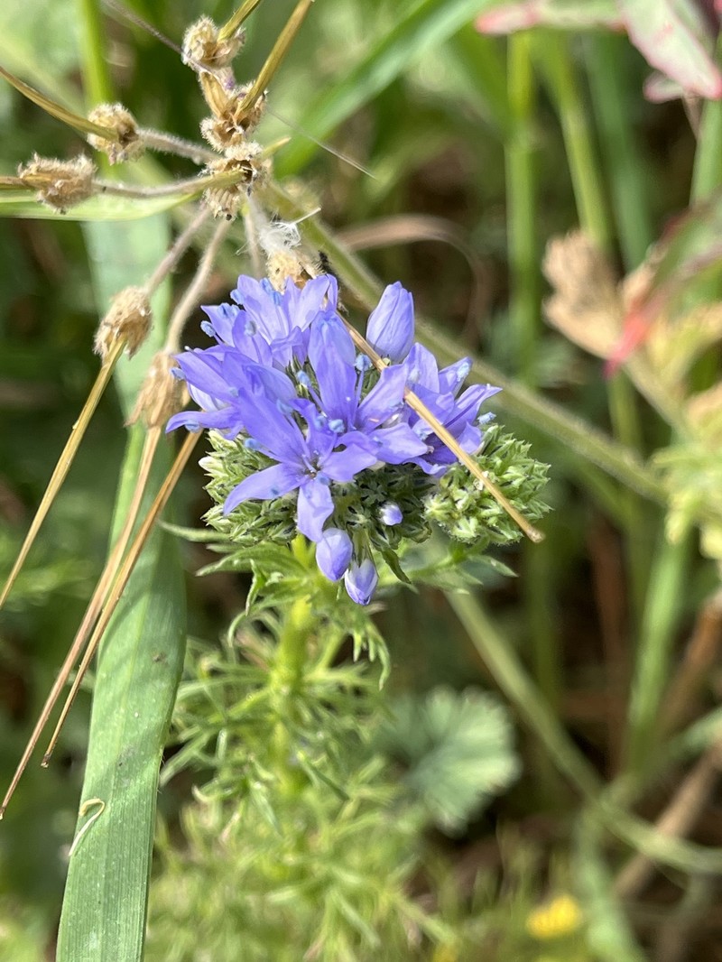 Gilia capitata subsp. staminea