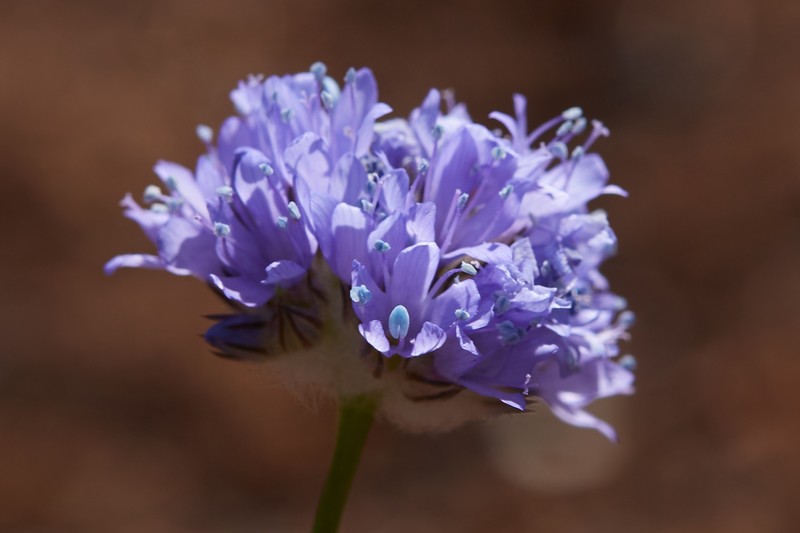 Gilia capitata subsp. staminea photo 2
