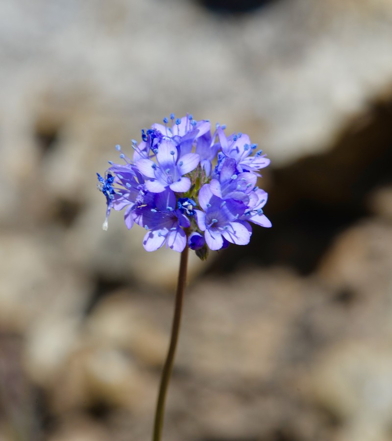 Gilia capitata subsp. staminea photo 3