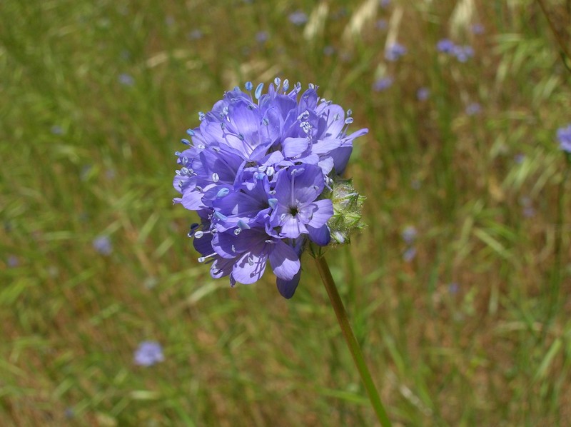 Gilia capitata subsp. staminea photo 4