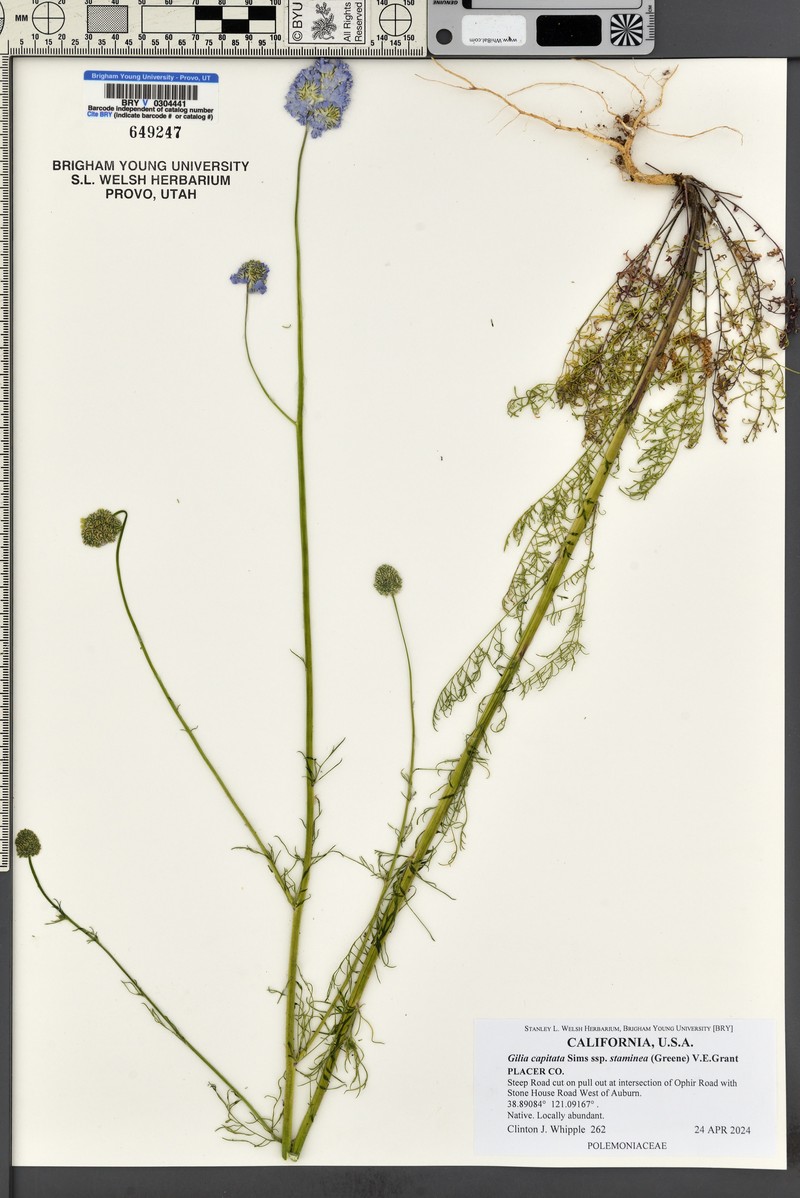 Gilia capitata subsp. staminea photo 5
