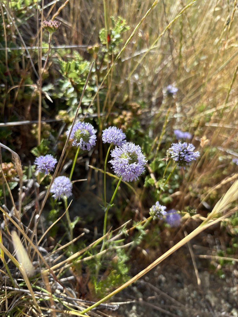 Gilia capitata subsp. tomentosa