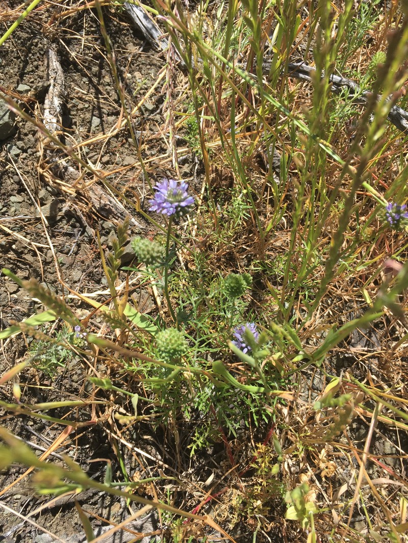 Gilia capitata subsp. tomentosa photo 2