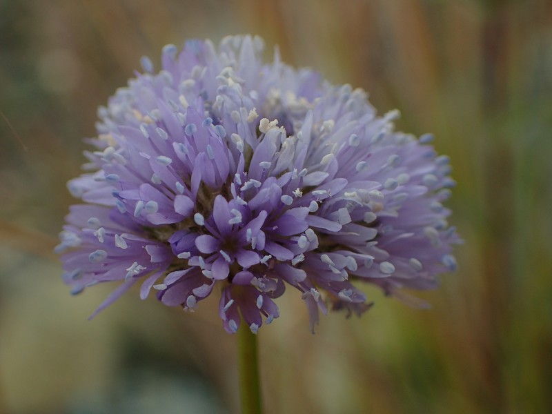 Gilia capitata subsp. tomentosa photo 3