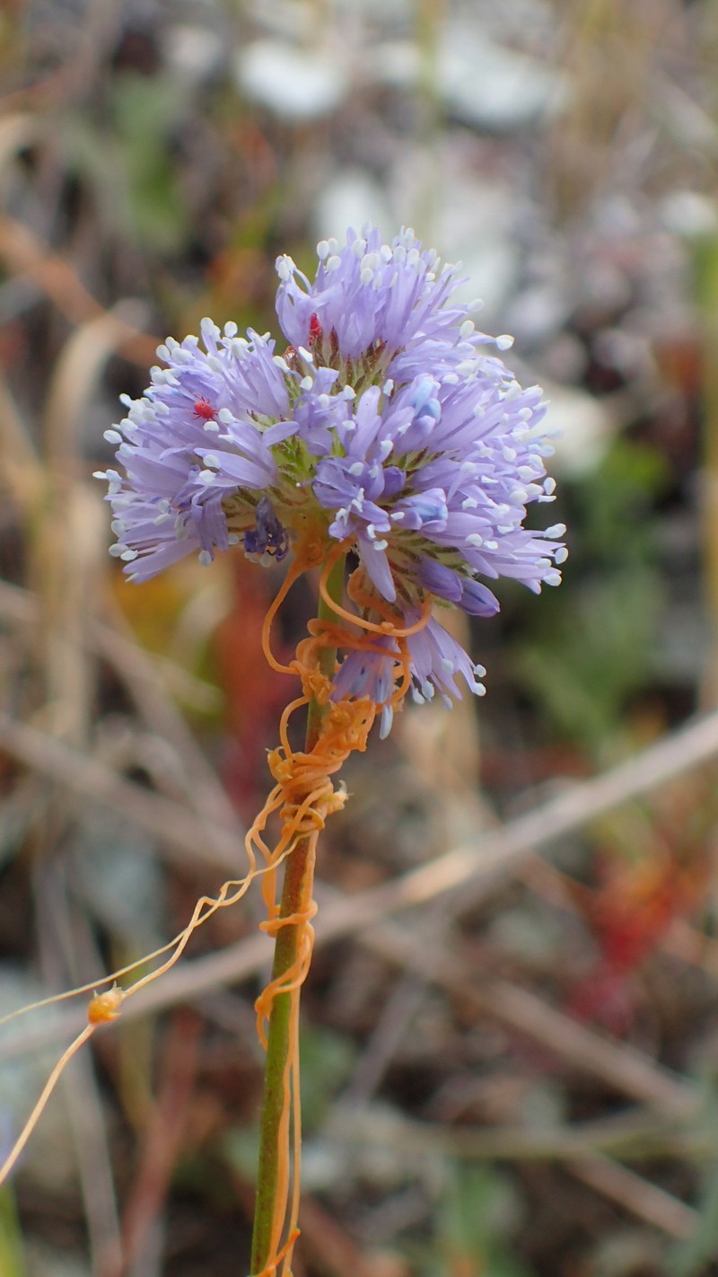Gilia capitata subsp. tomentosa photo 4