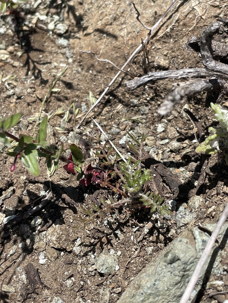 Gilia capitata subsp. tomentosa photo 5