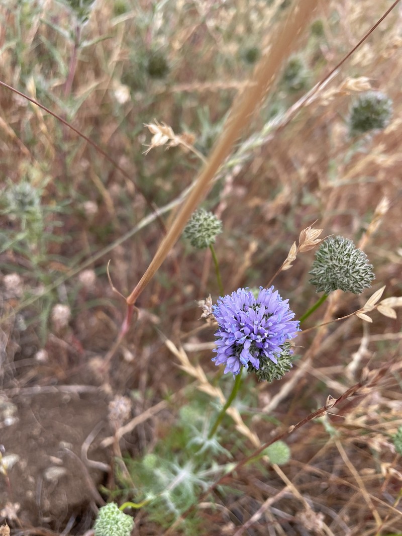Gilia capitata subsp. tomentosa photo 6