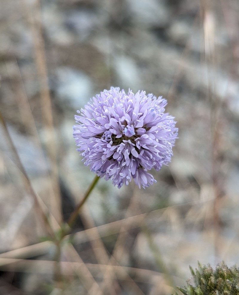 Gilia capitata subsp. tomentosa photo 7