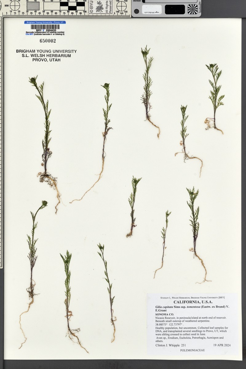 Gilia capitata subsp. tomentosa photo 8