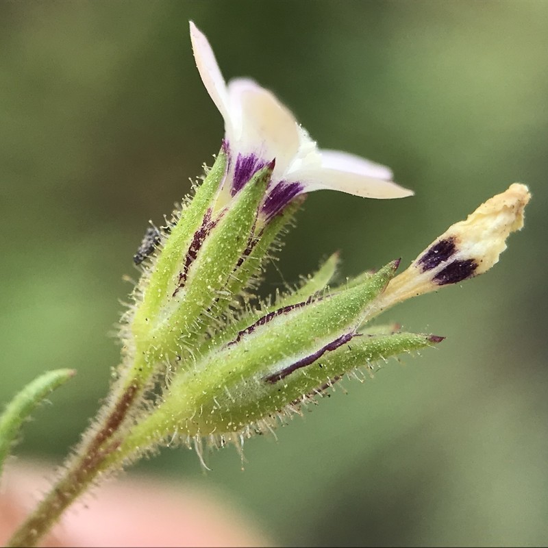 Purplespot Gilia