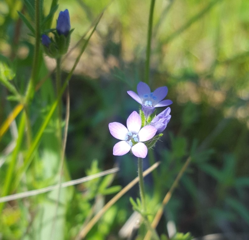 Purplespot Gilia photo 2