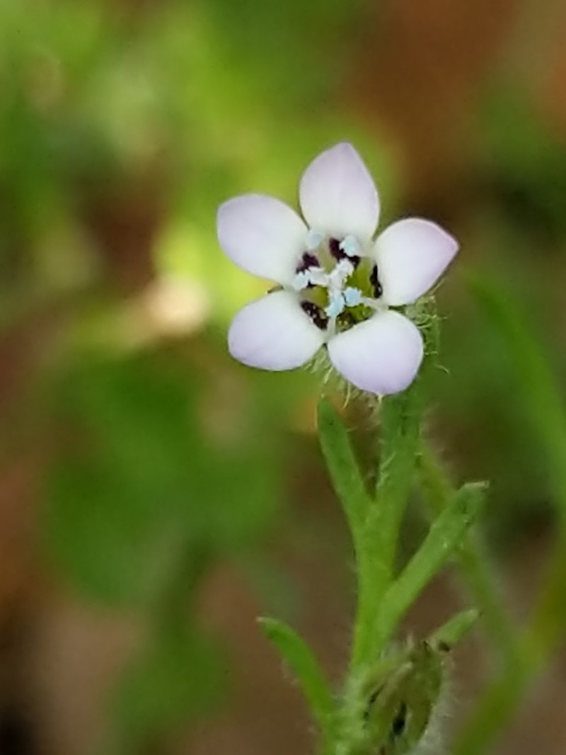 Purplespot Gilia photo 3