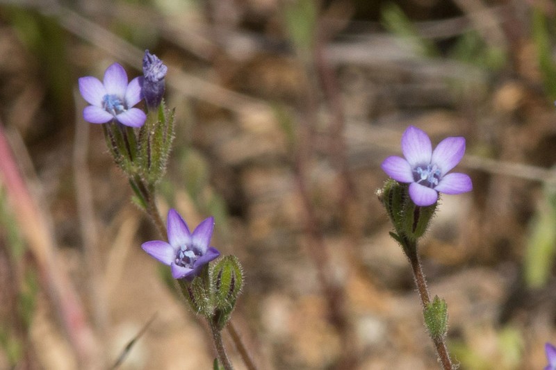 Purplespot Gilia photo 4