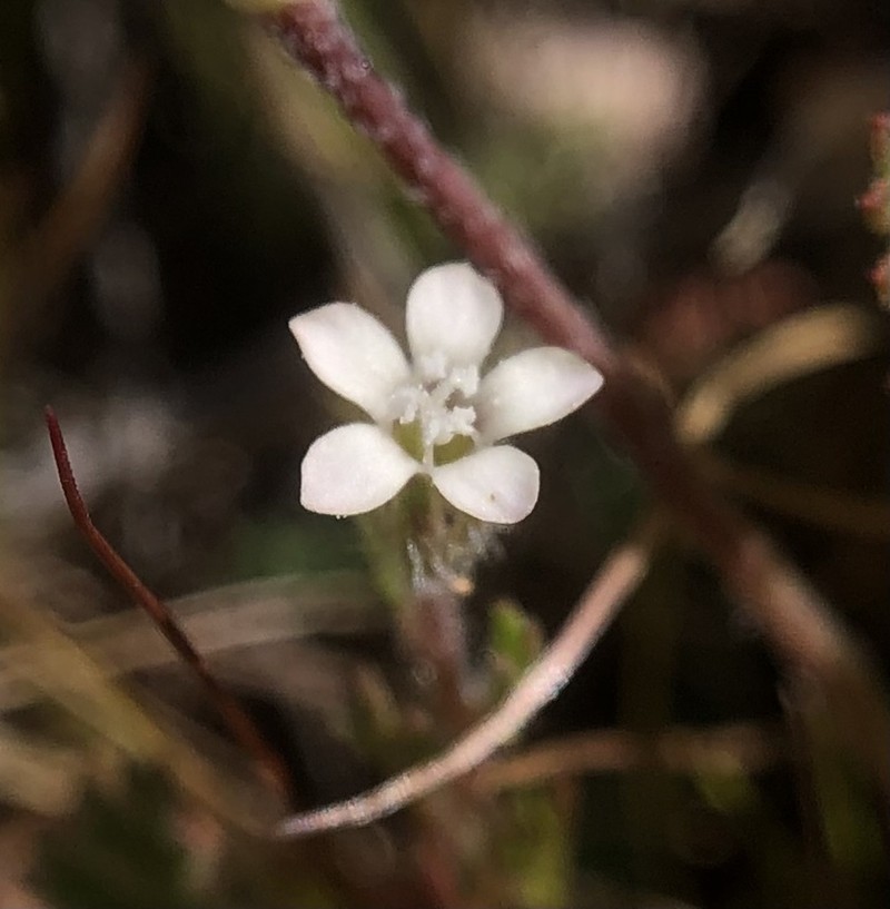 Purplespot Gilia photo 5