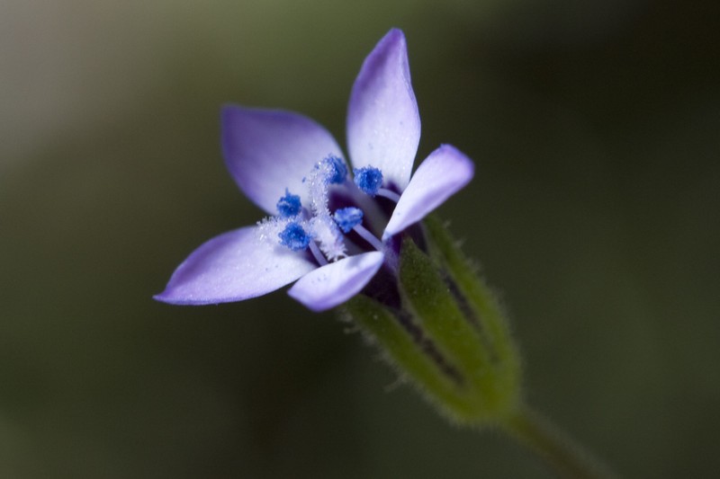 Purplespot Gilia photo 6