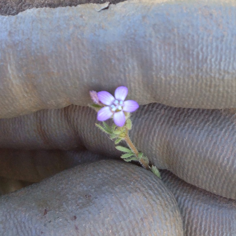 Purplespot Gilia photo 7