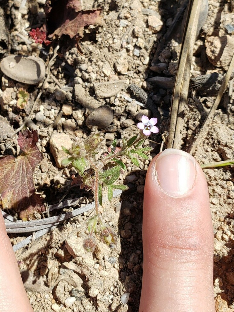 Purplespot Gilia photo 8