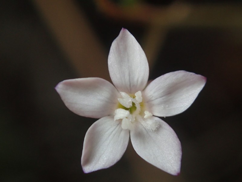 Clokey's Gilia