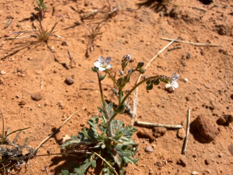 Clokey's Gilia photo 2