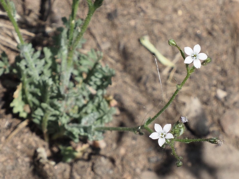 Clokey's Gilia photo 3