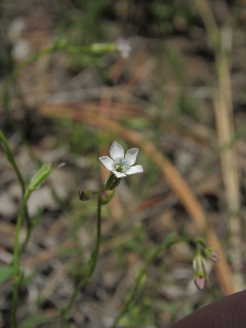 Clokey's Gilia photo 4