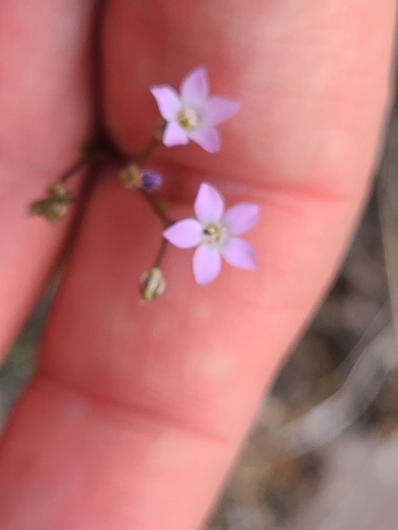 Clokey's Gilia photo 5
