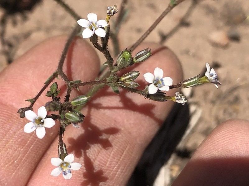 Clokey's Gilia photo 6