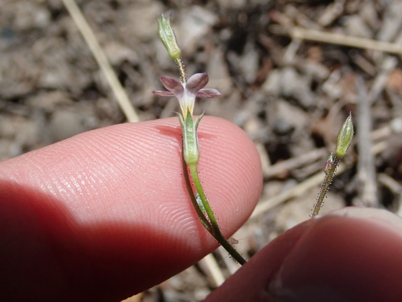 Clokey's Gilia photo 7