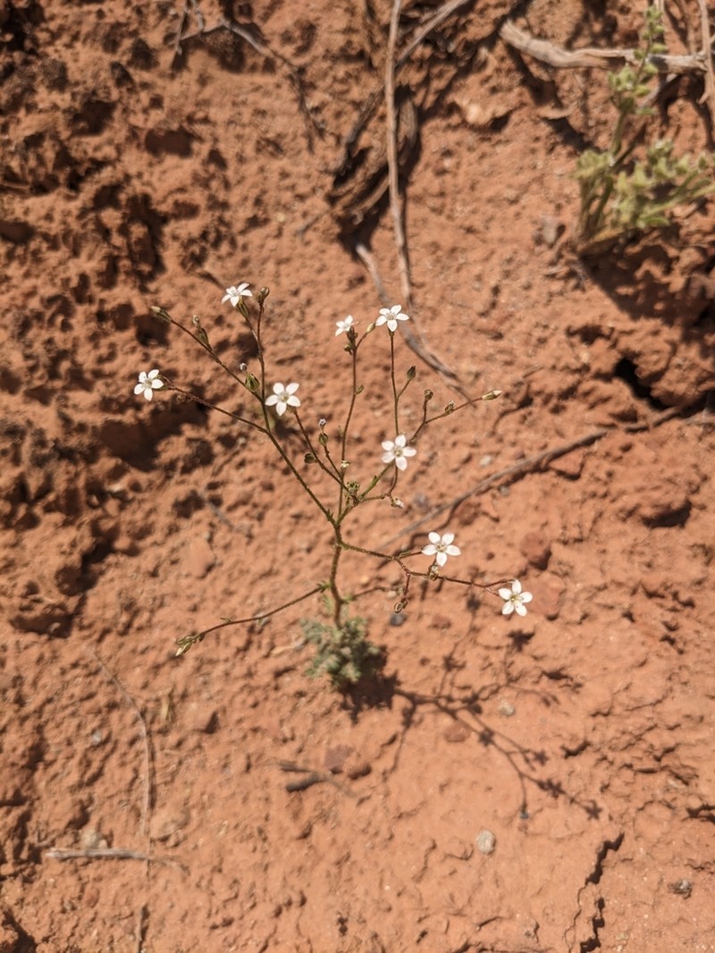 Clokey's Gilia photo 8