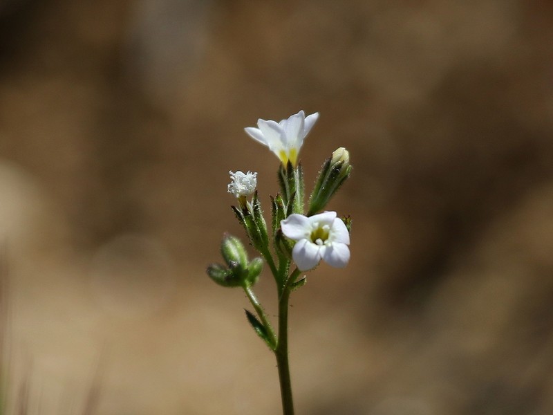 Coastal Gilia