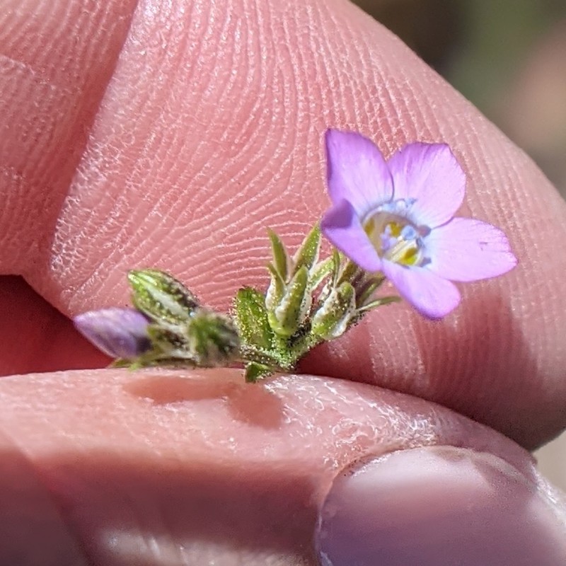 Coastal Gilia photo 2