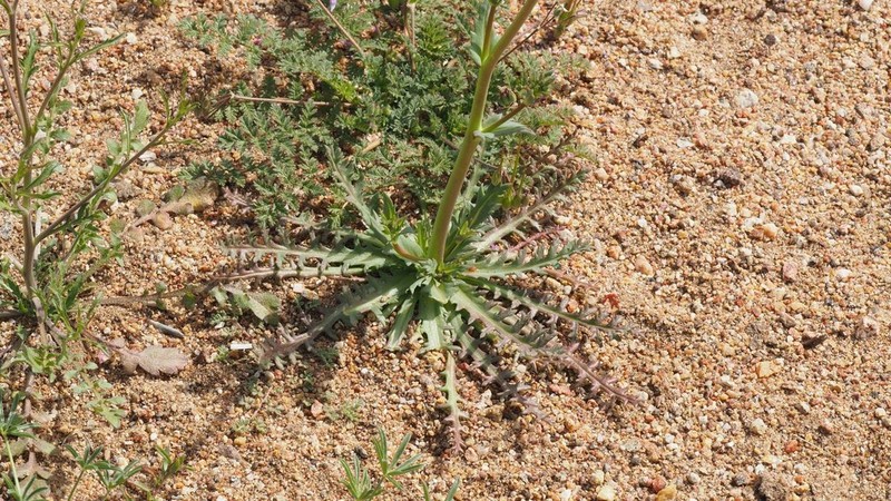 Coastal Gilia photo 3