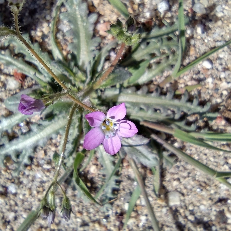 Coastal Gilia photo 4