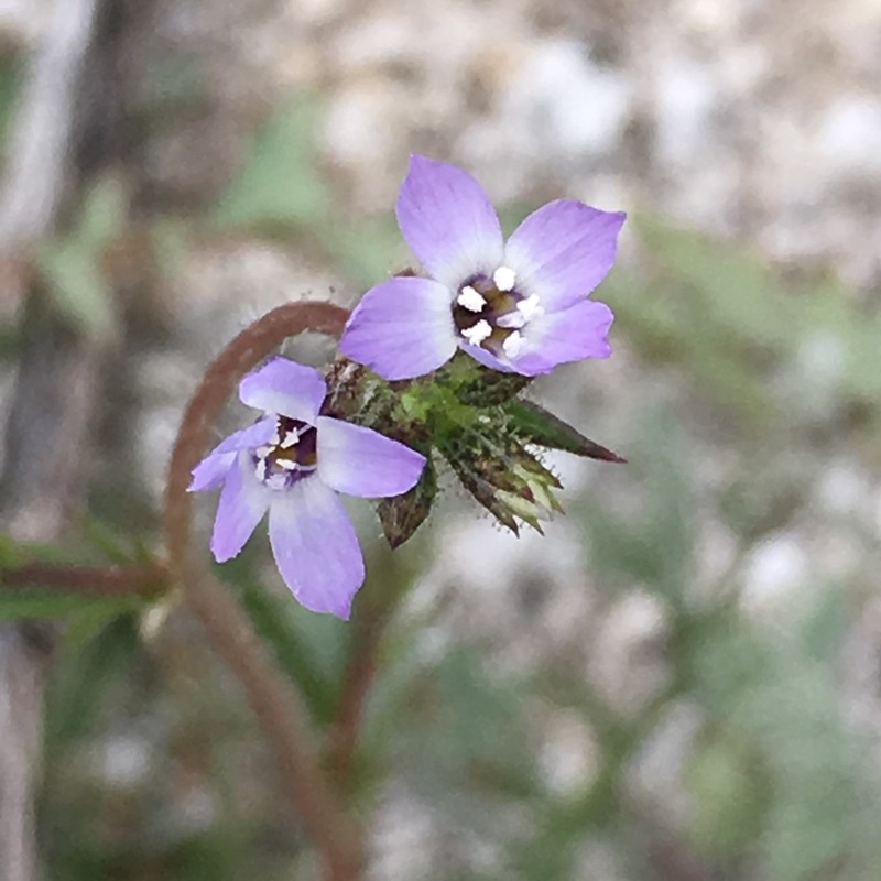 Coastal Gilia photo 5