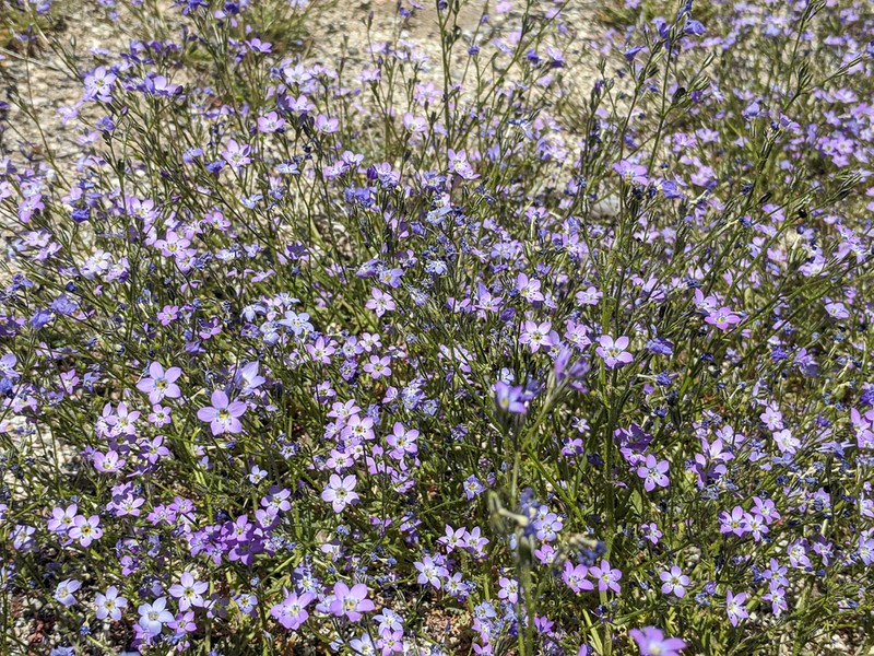 Coastal Gilia photo 6