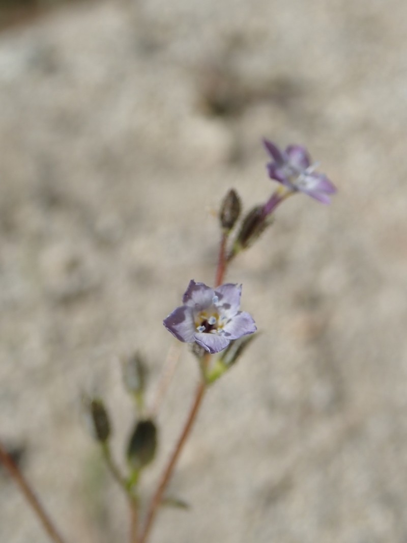 Coastal Gilia photo 7