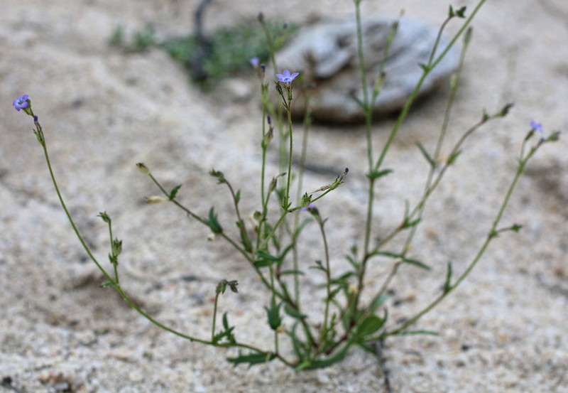 Coastal Gilia photo 8