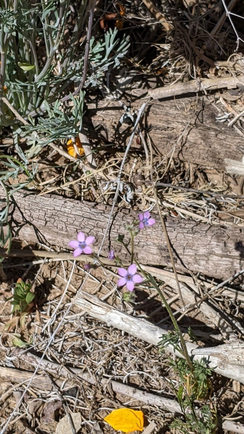 Lesser Yellowthroat Gilia photo 5