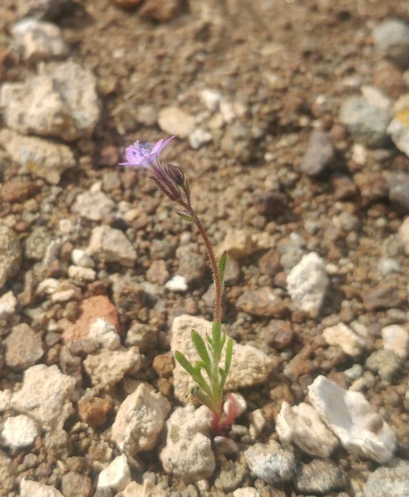 Shy Gilia