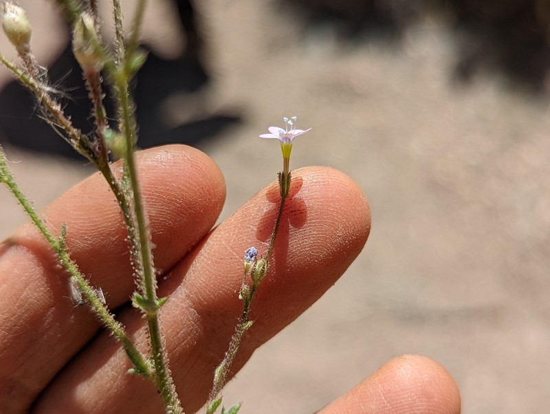 Shy Gilia photo 2