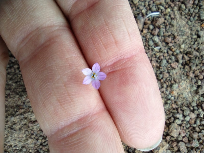 Shy Gilia photo 3